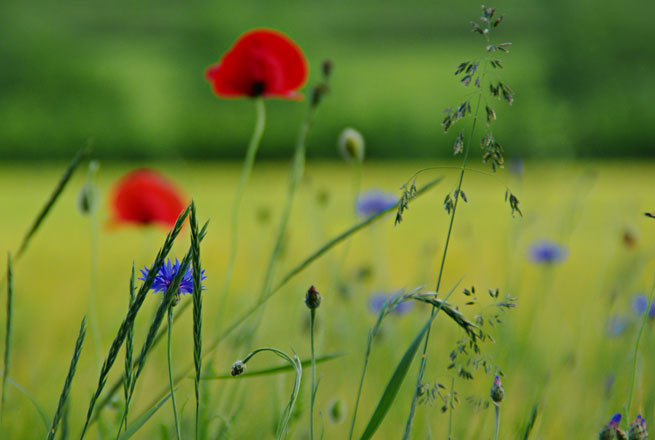 les bleuets et les coquelicots en plein air dans un champ